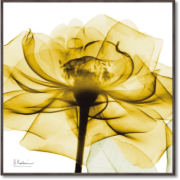 輝く黄金の薔薇、ユーパワーX-RAYキャンバスアートが贈る、スクエアSサイズの至福 ユーパワー X-RAYキャンバスアート 「ゴールデンローズ」(スクエアSサイズ)◇関連： 生活用品／インテリア／雑貨